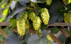 Cascade Hops Vine - 3 Gallon Pot -Stylish Garden Plant Store humulus lupulus cascade hops vine 6