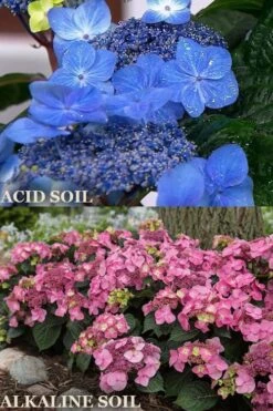Endless Summer 'Pop Star' Hydrangea - 3 Gallon Pot -Stylish Garden Plant Store hydrangea endless summer pop star 1