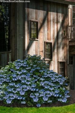Blue Wave Lacecap Hydrangea - 3 Gallon Pot -Stylish Garden Plant Store hydrangea macrophylla blue wave 22