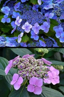 Blue Wave Lacecap Hydrangea - 3 Gallon Pot -Stylish Garden Plant Store hydrangea macrophylla blue wave 24