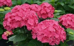 Let's Dance 'Big Band' Dwarf Hydrangea - 3 Gallon Pot -Stylish Garden Plant Store hydrangea macrophylla lets dance big band 1
