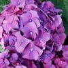 Let's Dance 'Big Band' Dwarf Hydrangea - 3 Gallon Pot 2 Let's Dance 'Big Band' Dwarf Hydrangea - 3 Gallon Pot -Stylish Garden Plant Store hydrangea macrophylla lets dance big band 2