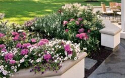 Let's Dance 'Big Band' Dwarf Hydrangea - 3 Gallon Pot -Stylish Garden Plant Store hydrangea macrophylla lets dance big band 3