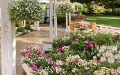 Let's Dance 'Big Band' Dwarf Hydrangea - 3 Gallon Pot -Stylish Garden Plant Store hydrangea macrophylla lets dance big band 4