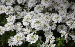 Snowflake Candy Tuft - 1 Gallon Pot -Stylish Garden Plant Store iberis sempervirens snowflake candytuft 1