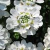 Snowflake Candy Tuft - 1 Gallon Pot -Stylish Garden Plant Store iberis sempervirens snowflake candytuft 2