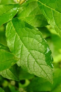 Winter Gold Female Winterberry Holly - 1 Gallon Pot -Stylish Garden Plant Store ilex verticillata sparkleberry holly 5