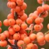 Winter Gold Female Winterberry Holly - 1 Gallon Pot -Stylish Garden Plant Store ilex verticillata winter gold winterberry holly 1