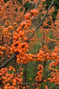 Winter Gold Female Winterberry Holly - 1 Gallon Pot -Stylish Garden Plant Store ilex verticillata winter gold winterberry holly 3