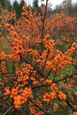 Winter Gold Female Winterberry Holly - 1 Gallon Pot -Stylish Garden Plant Store ilex verticillata winter gold winterberry holly 4