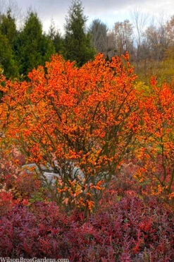 Winter Gold Female Winterberry Holly - 1 Gallon Pot -Stylish Garden Plant Store ilex verticillata winter gold winterberry holly 7