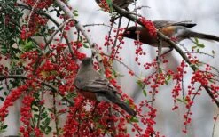 Pride Of Houston Yaupon Holly Tree - 7 Gallon Pot (3-4') 18 Pride Of Houston Yaupon Holly Tree - 7 Gallon Pot (3-4') -Stylish Garden Plant Store ilex vomitoria pride of houston yaupon holly 10