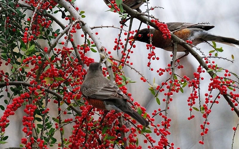 Pride Of Houston Yaupon Holly Tree - 7 Gallon Pot (3-4') 10 Pride Of Houston Yaupon Holly Tree - 7 Gallon Pot (3-4') - Image 8