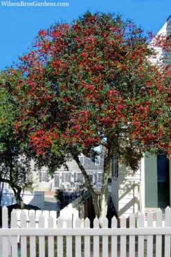 Pride Of Houston Yaupon Holly Tree - 7 Gallon Pot (3-4') 14 Pride Of Houston Yaupon Holly Tree - 7 Gallon Pot (3-4') -Stylish Garden Plant Store ilex vomitoria pride of houston yaupon holly 2