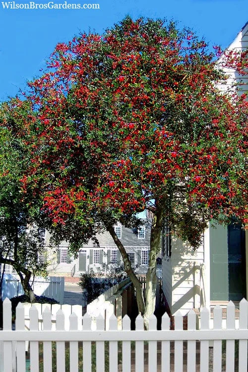 Pride Of Houston Yaupon Holly Tree - 7 Gallon Pot (3-4') 6 Pride Of Houston Yaupon Holly Tree - 7 Gallon Pot (3-4') - Image 4