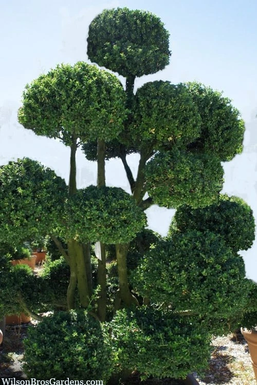 Pride Of Houston Yaupon Holly Tree - 7 Gallon Pot (3-4') 9 Pride Of Houston Yaupon Holly Tree - 7 Gallon Pot (3-4') - Image 7