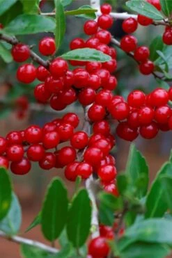 Pride Of Houston Yaupon Holly Tree - 7 Gallon Pot (3-4') 19 Pride Of Houston Yaupon Holly Tree - 7 Gallon Pot (3-4') -Stylish Garden Plant Store ilex vomitoria pride of houston yaupon holly 7
