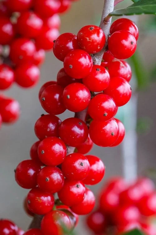 Pride Of Houston Yaupon Holly Tree - 7 Gallon Pot (3-4') 7 Pride Of Houston Yaupon Holly Tree - 7 Gallon Pot (3-4') - Image 5