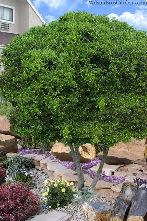 Pride Of Houston Yaupon Holly Tree - 7 Gallon Pot (3-4') 3 Pride Of Houston Yaupon Holly Tree - 7 Gallon Pot (3-4')