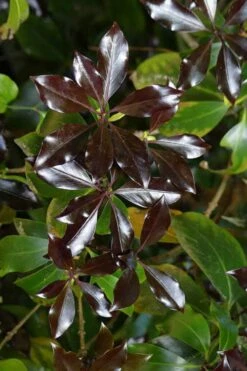 Purple Glaze Star Japanese Anise (Illicium Anisatum 'Muraski No Sato') - 3 Gallon Pot -Stylish Garden Plant Store illicium anisatum murasake no sato purple glaze 5