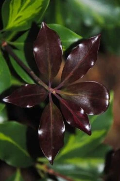 Purple Glaze Star Japanese Anise (Illicium Anisatum 'Muraski No Sato') - 3 Gallon Pot -Stylish Garden Plant Store illicium anisatum murasake no sato purple glaze 7