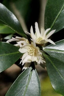 Purple Glaze Star Japanese Anise (Illicium Anisatum 'Muraski No Sato') - 3 Gallon Pot -Stylish Garden Plant Store illicium anisatum murasake no sato purple glaze 9