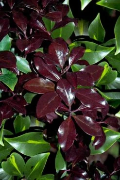 Purple Glaze Star Japanese Anise (Illicium Anisatum 'Muraski No Sato') - 3 Gallon Pot -Stylish Garden Plant Store illicium anisatum purple glaze 3
