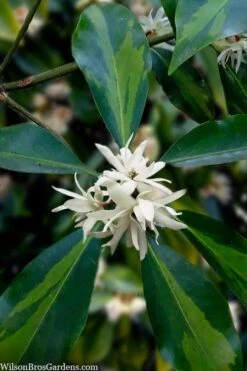 Purple Glaze Star Japanese Anise (Illicium Anisatum 'Muraski No Sato') - 3 Gallon Pot -Stylish Garden Plant Store illicium anisatum purple glaze 5