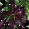 Purple Glaze Star Japanese Anise (Illicium Anisatum 'Muraski No Sato') - 3 Gallon Pot 2 Purple Glaze Star Japanese Anise (Illicium Anisatum 'Muraski No Sato') - 3 Gallon Pot -Stylish Garden Plant Store illicium anisatum purple glaze 8