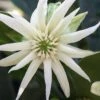 Orion Star Flower Anise (Illicium) - 1 Gallon Pot -Stylish Garden Plant Store illicium star flower orion anise 2