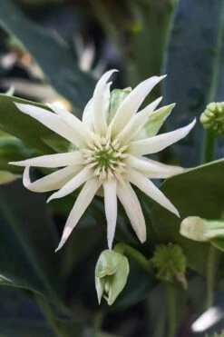 Orion Star Flower Anise (Illicium) - 1 Gallon Pot 14 Orion Star Flower Anise (Illicium) - 1 Gallon Pot -Stylish Garden Plant Store illicium star flower orion anise 3
