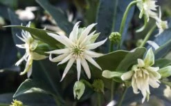 Orion Star Flower Anise (Illicium) - 1 Gallon Pot 15 Orion Star Flower Anise (Illicium) - 1 Gallon Pot -Stylish Garden Plant Store illicium star flower orion anise 4
