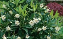 Orion Star Flower Anise (Illicium) - 1 Gallon Pot 13 Orion Star Flower Anise (Illicium) - 1 Gallon Pot -Stylish Garden Plant Store illicium star flower orion anise 8