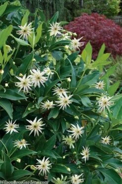 Orion Star Flower Anise (Illicium) - 1 Gallon Pot 12 Orion Star Flower Anise (Illicium) - 1 Gallon Pot -Stylish Garden Plant Store illicium star flower orion anise 9