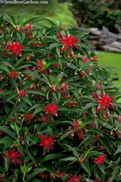 Scorpio Star Flower Anise (Illicium) - 2 Gallon Pot -Stylish Garden Plant Store illicium star flower scorpio anise 10