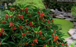 Scorpio Star Flower Anise (Illicium) - 2 Gallon Pot -Stylish Garden Plant Store illicium star flower scorpio anise 11