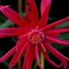 Scorpio Star Flower Anise (Illicium) - 2 Gallon Pot 1 Scorpio Star Flower Anise (Illicium) - 2 Gallon Pot -Stylish Garden Plant Store illicium star flower scorpio anise 12