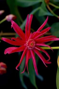 Scorpio Star Flower Anise (Illicium) - 2 Gallon Pot -Stylish Garden Plant Store illicium star flower scorpio anise 13