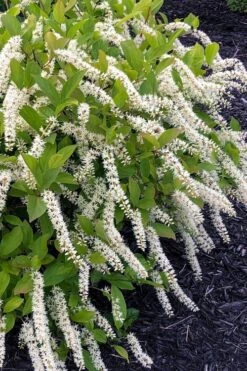 Little Henry Virginia Sweetspire (Itea) - 3 Gallon Pot -Stylish Garden Plant Store itea virginica little henry virginia sweetspire 1