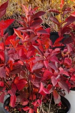 Little Henry Virginia Sweetspire (Itea) - 3 Gallon Pot -Stylish Garden Plant Store itea virginica little henry virginia sweetspire 3