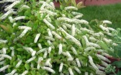 Little Henry Virginia Sweetspire (Itea) - 3 Gallon Pot -Stylish Garden Plant Store itea virginica little henry virginia sweetspire 4