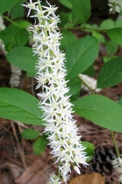 Little Henry Virginia Sweetspire (Itea) - 3 Gallon Pot -Stylish Garden Plant Store itea virginica little henry virginia sweetspire 5