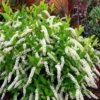 Little Henry Virginia Sweetspire (Itea) - 3 Gallon Pot -Stylish Garden Plant Store itea virginica little henry virginia sweetspire 6