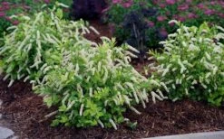 Scentlandia Sweetspire (Itea Virginica) - 3 Gallon Pot -Stylish Garden Plant Store itea virginica scentlandia virginia sweetspire 5