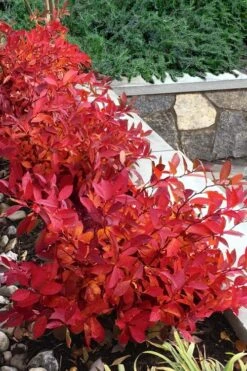 Scentlandia Sweetspire (Itea Virginica) - 3 Gallon Pot -Stylish Garden Plant Store itea virginica scentlandia virginia sweetspire 7