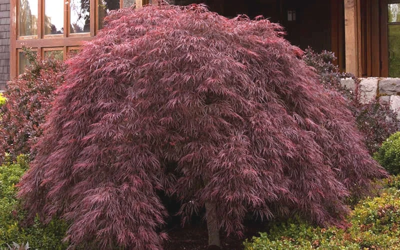 Crimson Queen Dwarf Japanese Maple (High Graft Tree Form) - 1 Gallon Pot 6 Crimson Queen Dwarf Japanese Maple (High Graft Tree Form) - 1 Gallon Pot - Image 4
