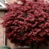 Bloodgood Red Leaf Japanese Maple - 1 Gallon Pot -Stylish Garden Plant Store japanese maple bloodgood 10