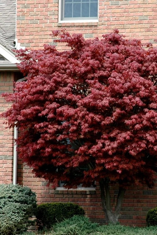 Bloodgood Red Leaf Japanese Maple - 1 Gallon Pot 3 Bloodgood Red Leaf Japanese Maple - 1 Gallon Pot