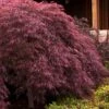 Crimson Queen Dwarf Japanese Maple (High Graft Tree Form) - 1 Gallon Pot 2 Crimson Queen Dwarf Japanese Maple (High Graft Tree Form) - 1 Gallon Pot -Stylish Garden Plant Store japanese maple crimson queen 24
