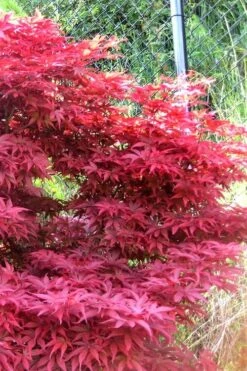 Fireglow Red Leaf Japanese Maple - 5 Gallon Pot (4-4.5') -Stylish Garden Plant Store japanese maple fireglow 11